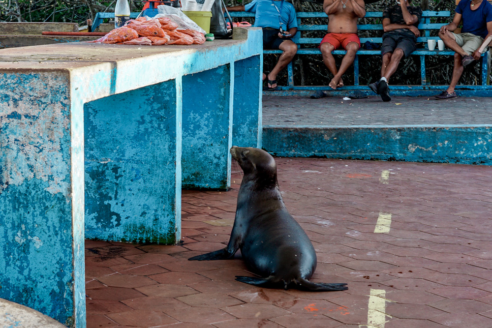 Galapagos Santa Cruz Puerto Ayora 05