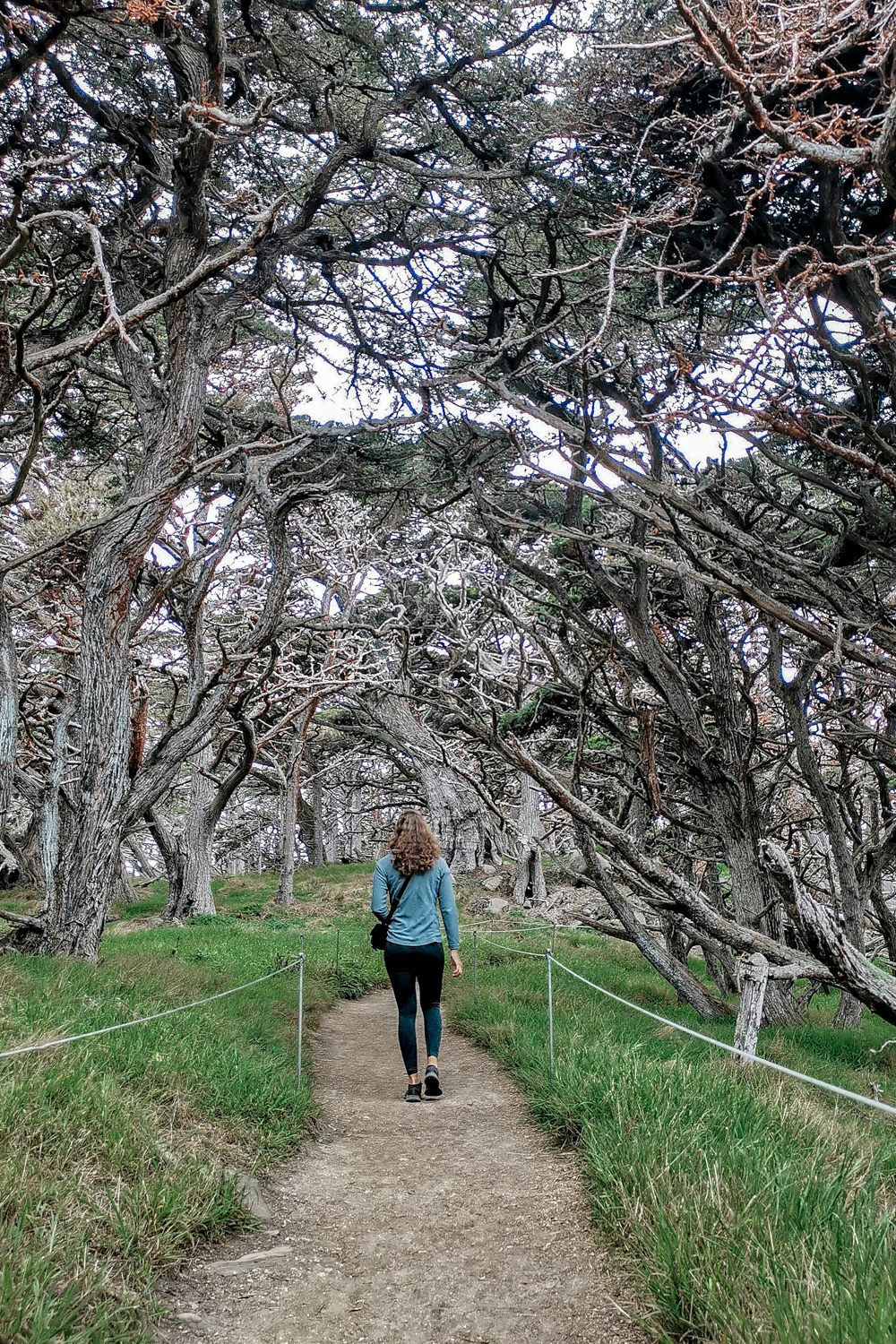 USA Point Lobos 09