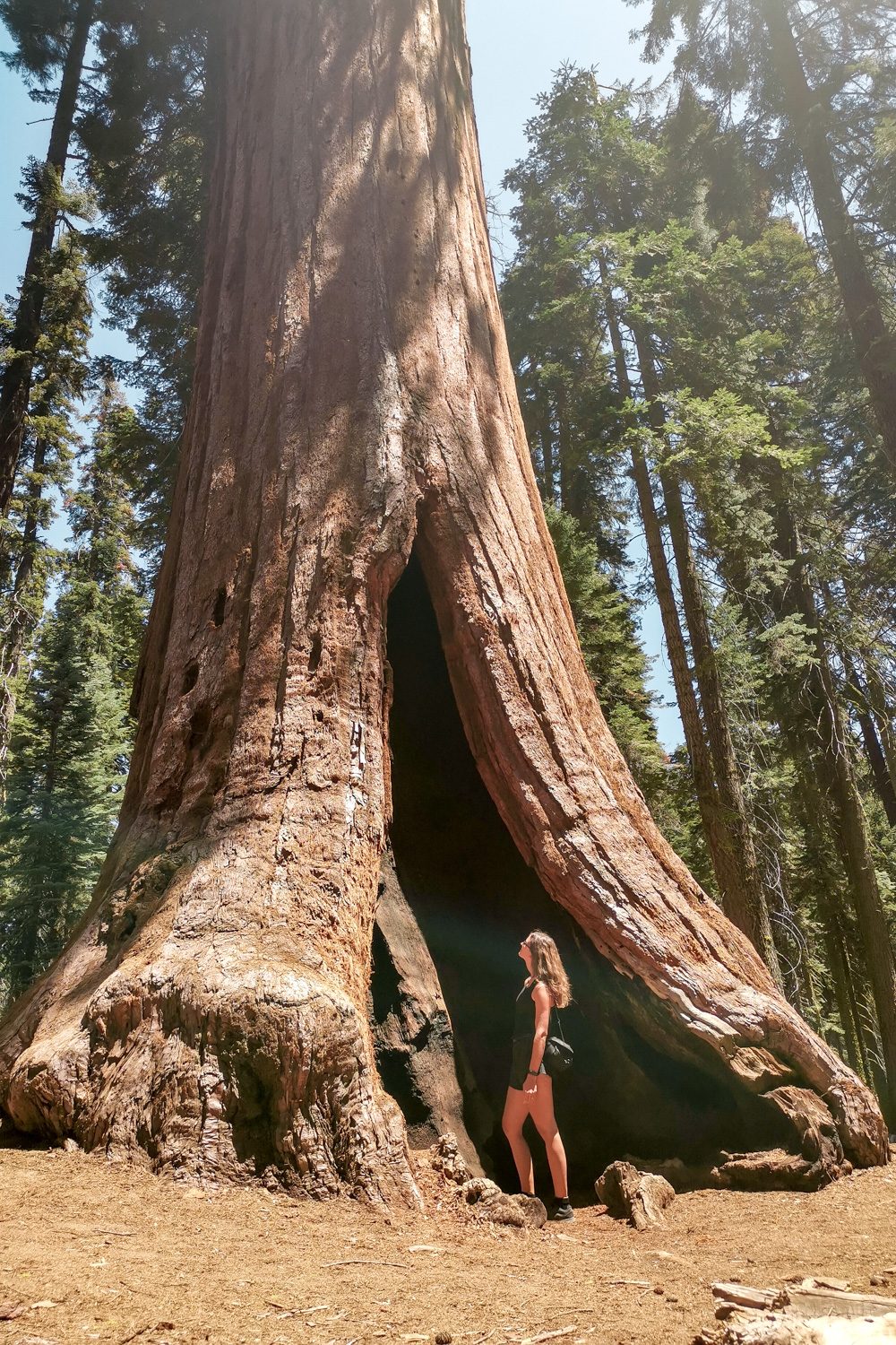 USA Sequoia 19